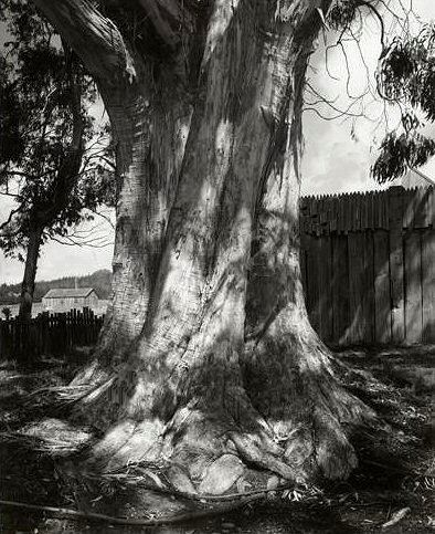 Ansel Adams, Eucalyptus Tree