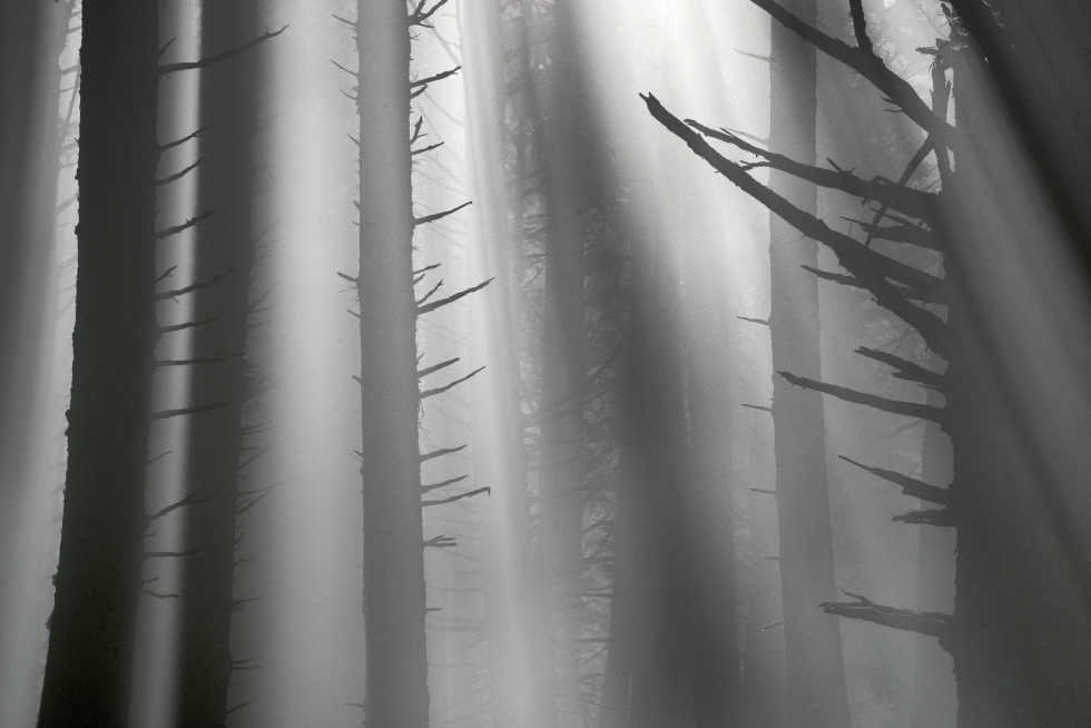 James Baker, Moring Fog | Afterimage Gallery