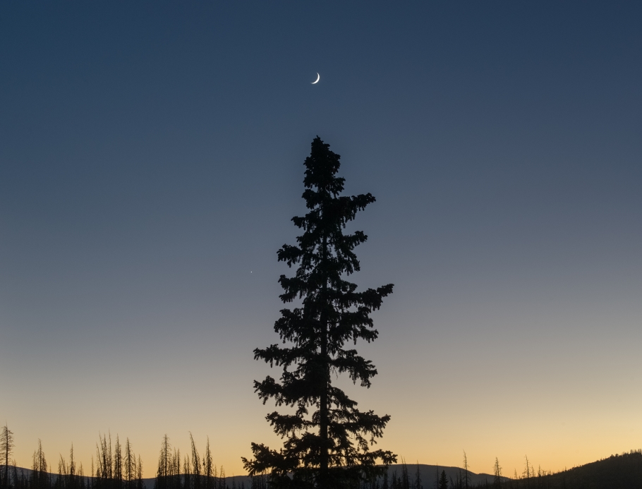 James Baker, Young Engelmann Spruce | Afterimage Gallery
