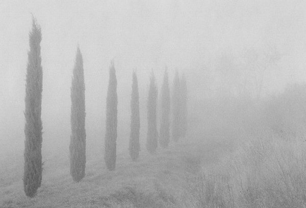 Mark Citret, Cypresses, Tuscany