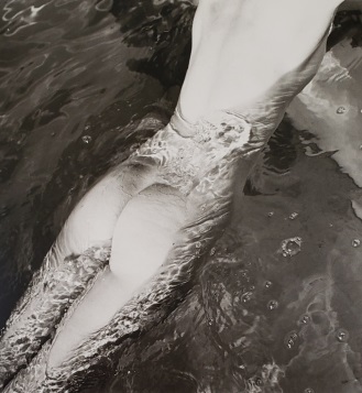 Louise Dahl-Wolfe, Nude in Pool