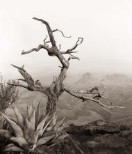 James Evans, South Rim with Agave