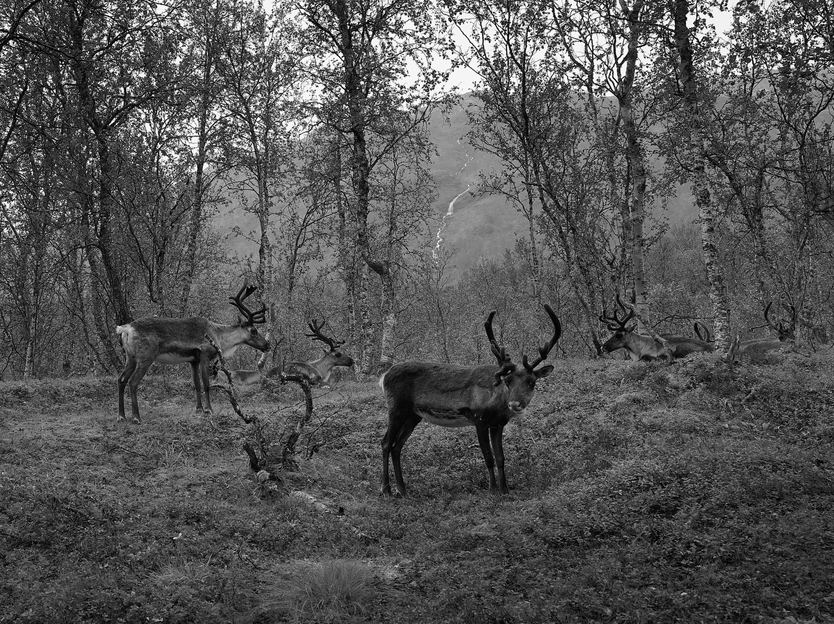 R. J. Kern, Reindeer Herd, Norway | Afterimage Gallery