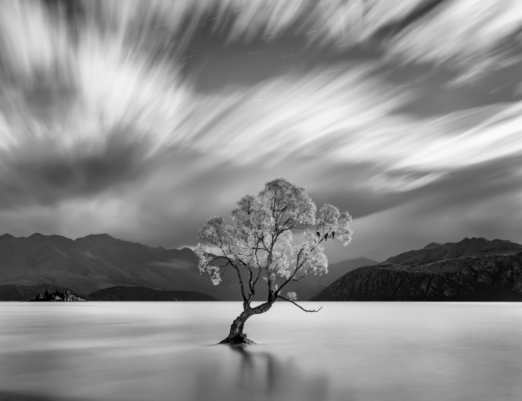 Brian Kosoff, The Tree, Lake Wanaka #2 | Afterimage Gallery