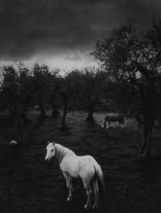 Pennti Sammallahti, White Horse