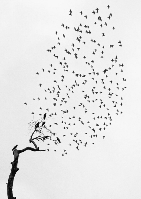 Pennti Sammallahti, Flock of Birds