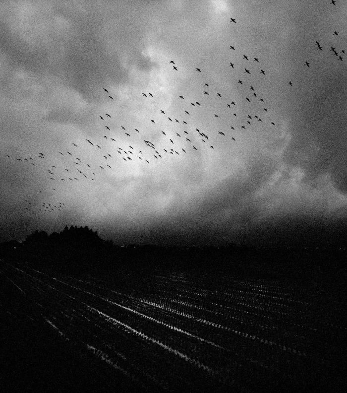 Pennti Sammallahti, Birds Flying Over