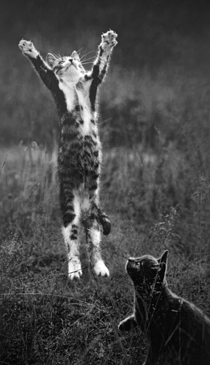 Pennti Sammallahti, Jumping Cats