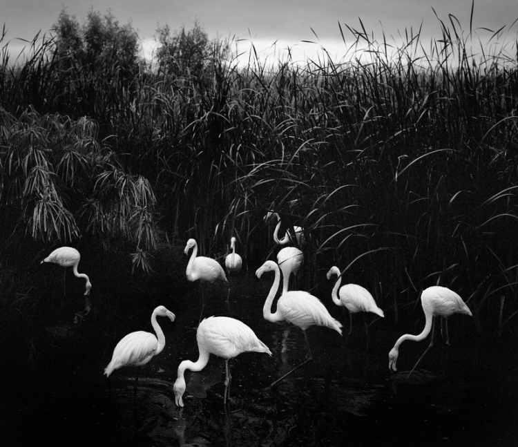 Pennti Sammallahti, Flamingos