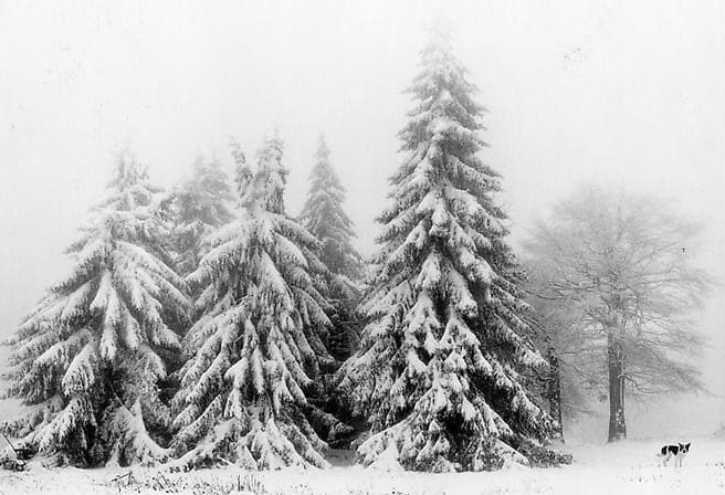 Pennti Sammallahti, Three Snow-Covered Trees