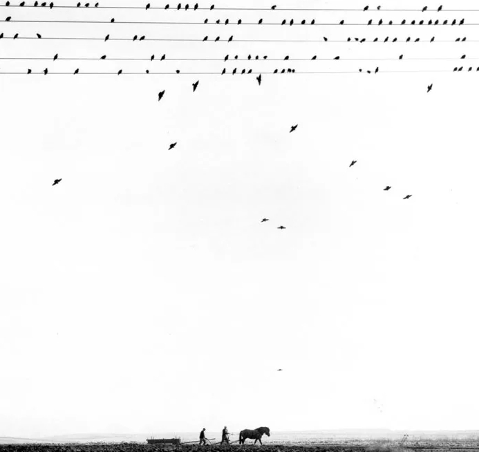 Pennti Sammallahti, Horse and Plough, Birds on Wire