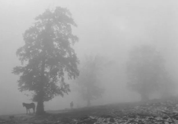 Pennti Sammallahti, Two Horses, Trees and Fog