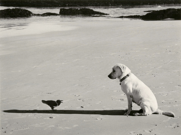 Pennti Sammallahti, Dog and Bird