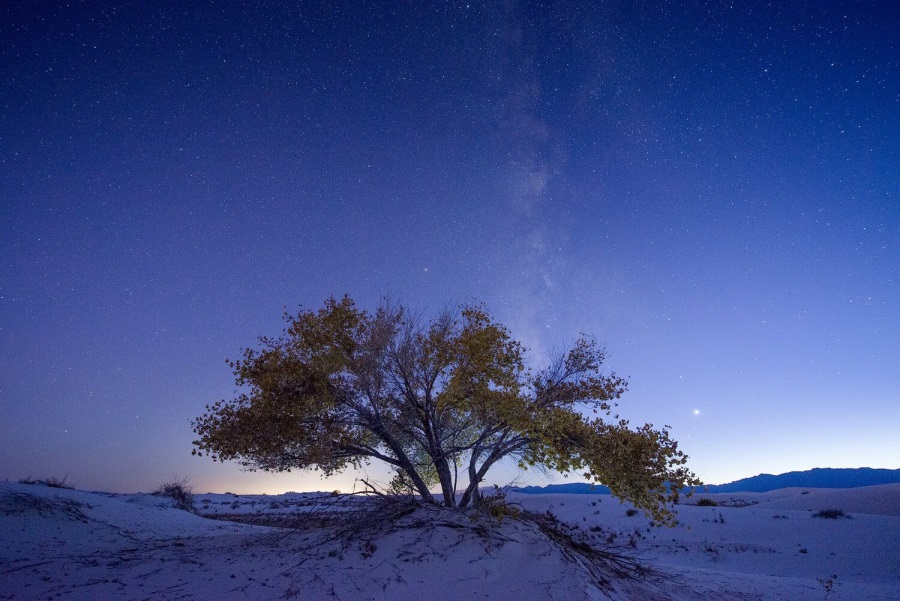 Craig Varjabedian, Cottonwood Tree and Milky Way