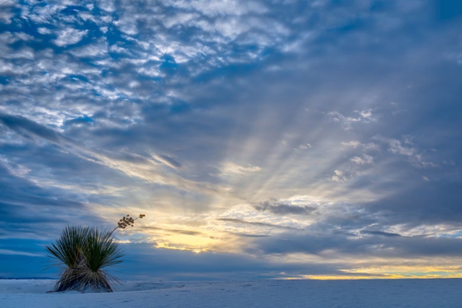 Craig Varjabedian, Yucca with Sun Rays