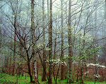 Christopher Burkett, Dogwoods, Forest and Mist