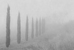 Mark Citret, Cypresses, Tuscany