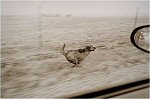 Ron Evans, Farm Dog