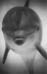 Henry Horenstein, Bottlenose Dolphin
