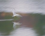 Yousef Khanfar, In Search of Peace