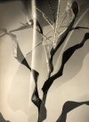 Barbara Morgan, Corn