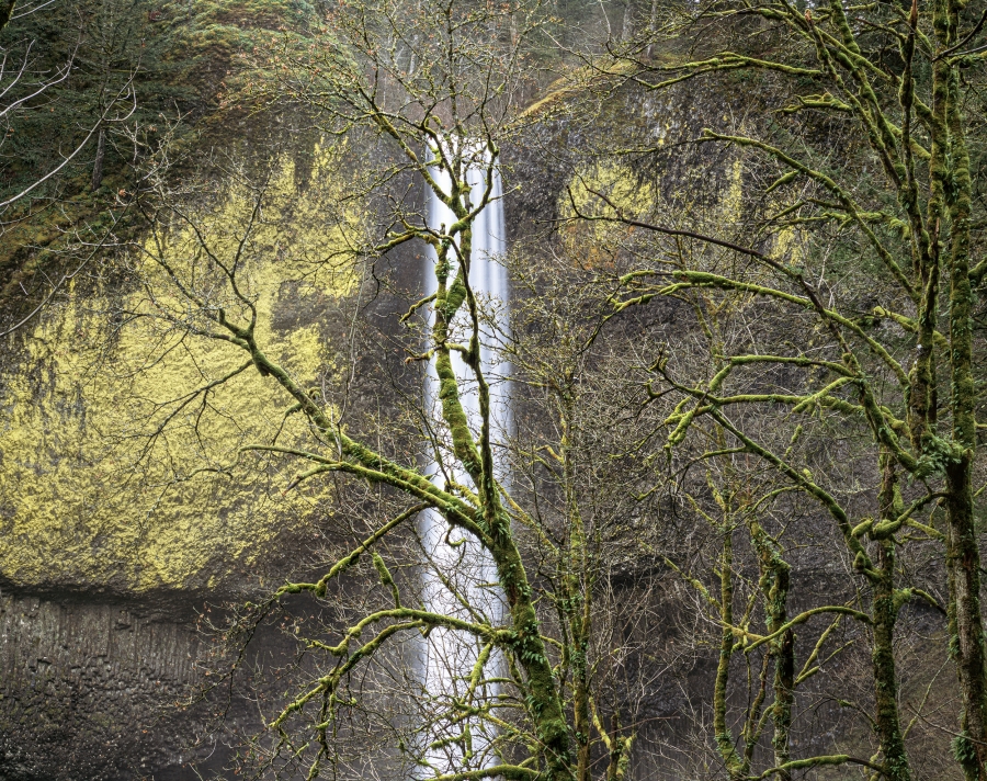 James Baker, Bigleaf Maple, Latourell Falls | Afterimage Gallery