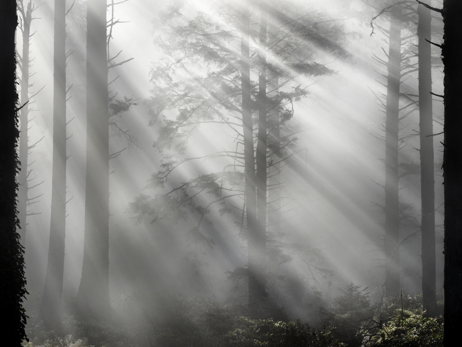 James Baker, Sitka Spruce and Western Hemlock | Afterimage Gallery