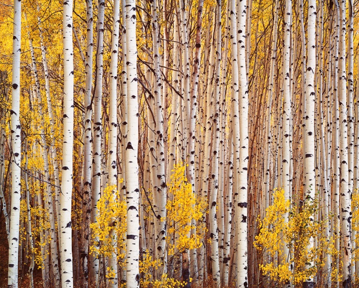 Christopher Burkett, Aspen Grove