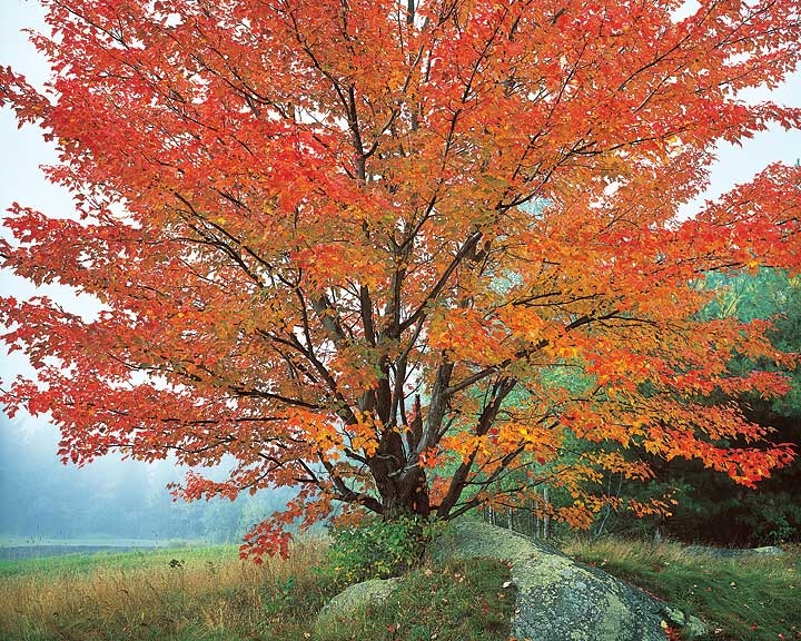 Christopher Burkett, Wild Red Maple