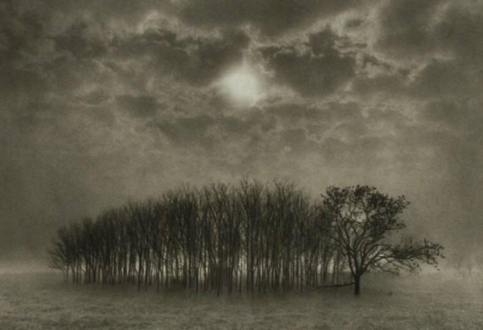 Dan Burkholder, Stand of Trees