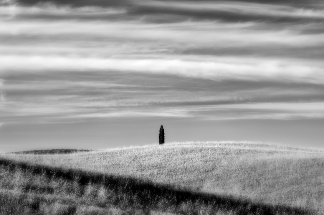 Brian Kosoff, Lone Cypress