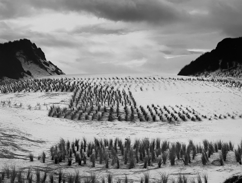 Ron Wohlaurer, Dune Grasses | Afterimage Gallery