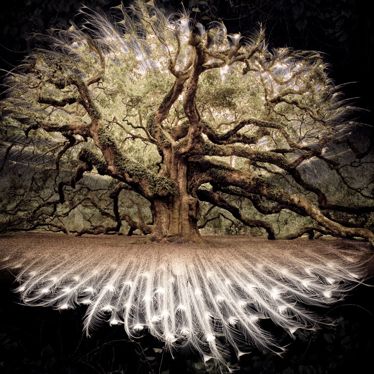 Elliott McDowell, Angel Oak