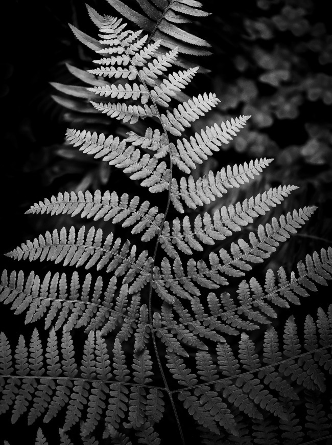 Elliott McDowell, Muir Woods Fern