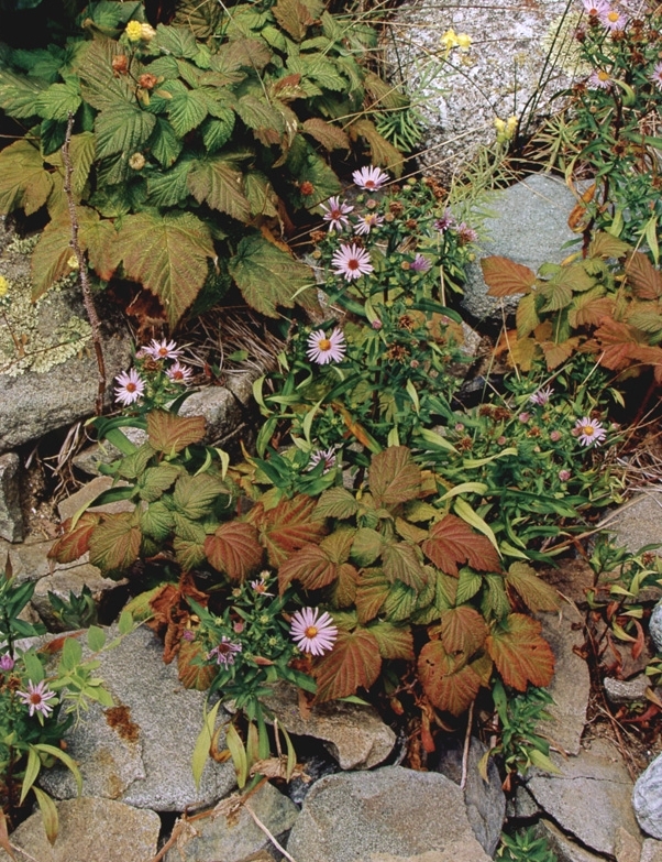 Eliot Porter, Bracken and Hawkweed