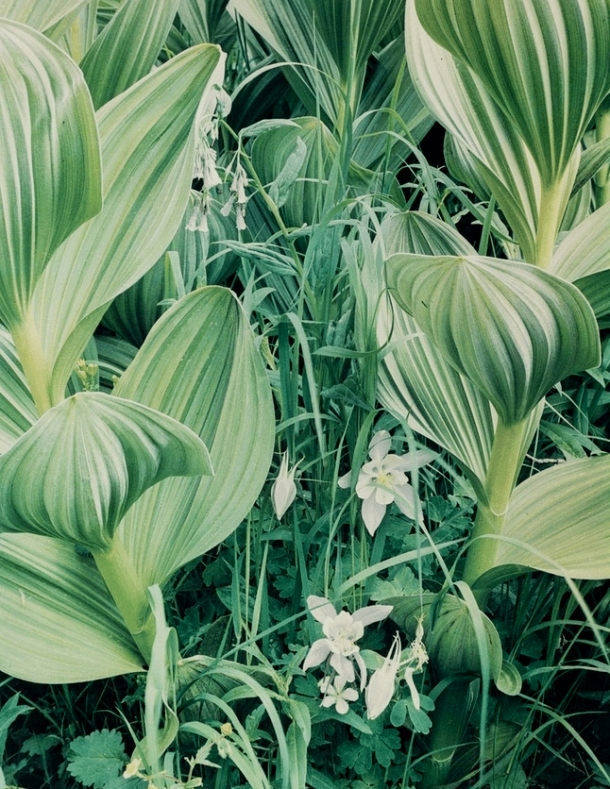 Eliot Porter, Hellebore and Columbine