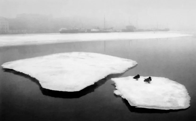 Pennti Sammallahti, Two Ducks on Ice