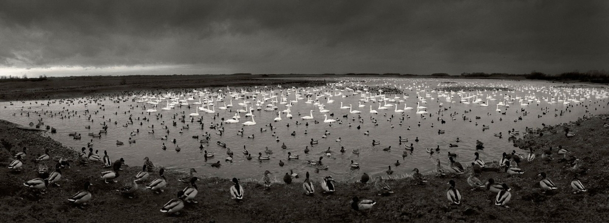 Pennti Sammallahti, Ducks and Swans