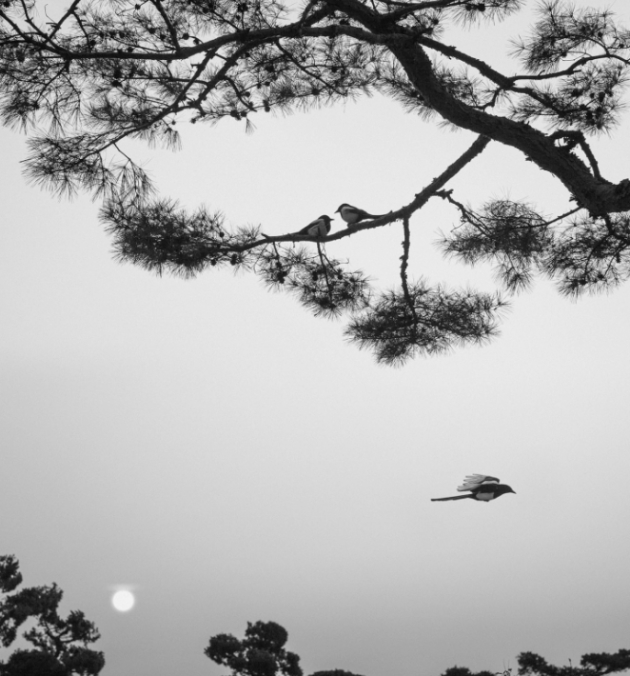 Pennti Sammallahti, Three Birds