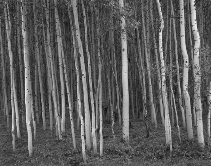 George Tice, Aspen Grove