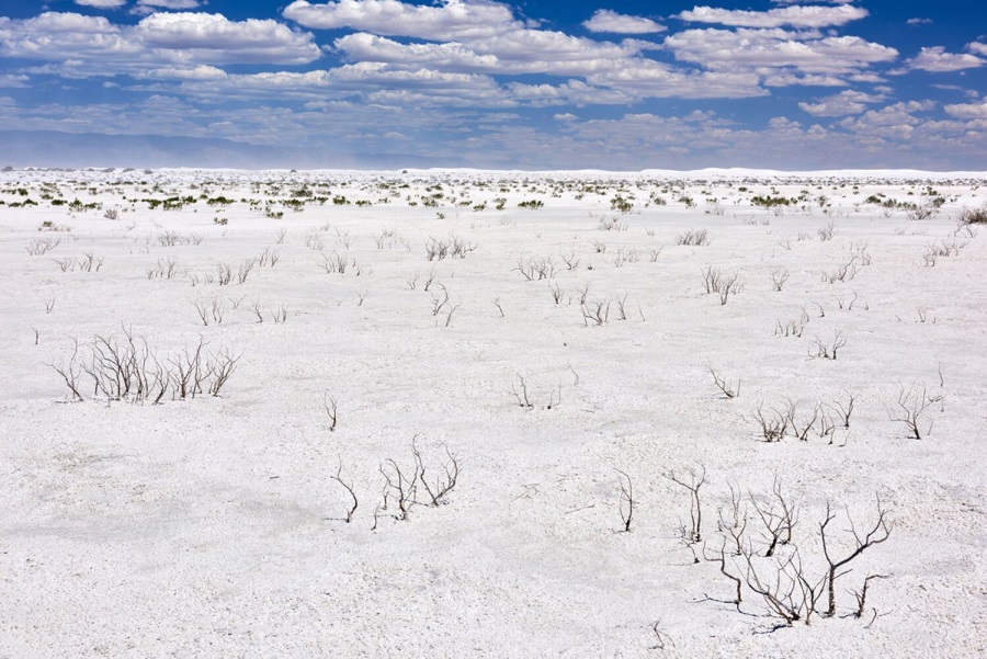 Craig Varjabedian, Iodine Bush on Alkali Flats