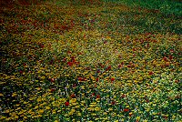 Ernst Haas, Sicily