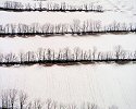 Owen Kanzler, Hedgerows through Light Snow