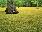 Charles Kruvand, Duckweed and Cypress Trees