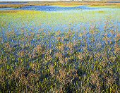 Charles Kruvand, Glassworts and Brown Bushes